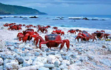 ക്രിസ്മസ് ദീപും (christmas island)….ഞണ്ടു യാത്രയും